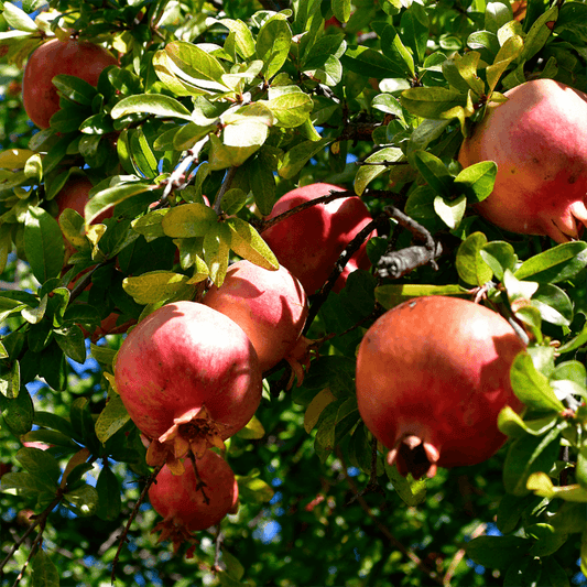 Wonderful pomegranate tree and fruit