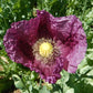 Poppy, Zahir (Organic) Strictly Medicinal