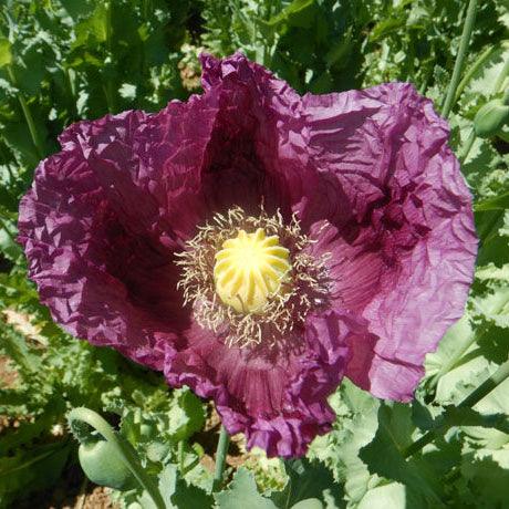 Poppy, Zahir (Organic) Strictly Medicinal