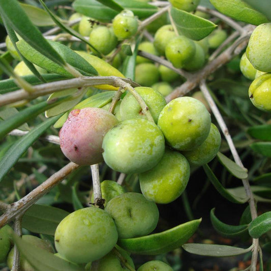 Clusters of green olives ripening among narrow leaves