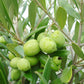 Cluster of green olives among glossy olive leaves