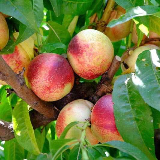 Arctic Jay White Nectarine Grow Organic