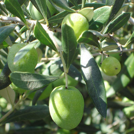 Green olives ripening among narrow olive leaves