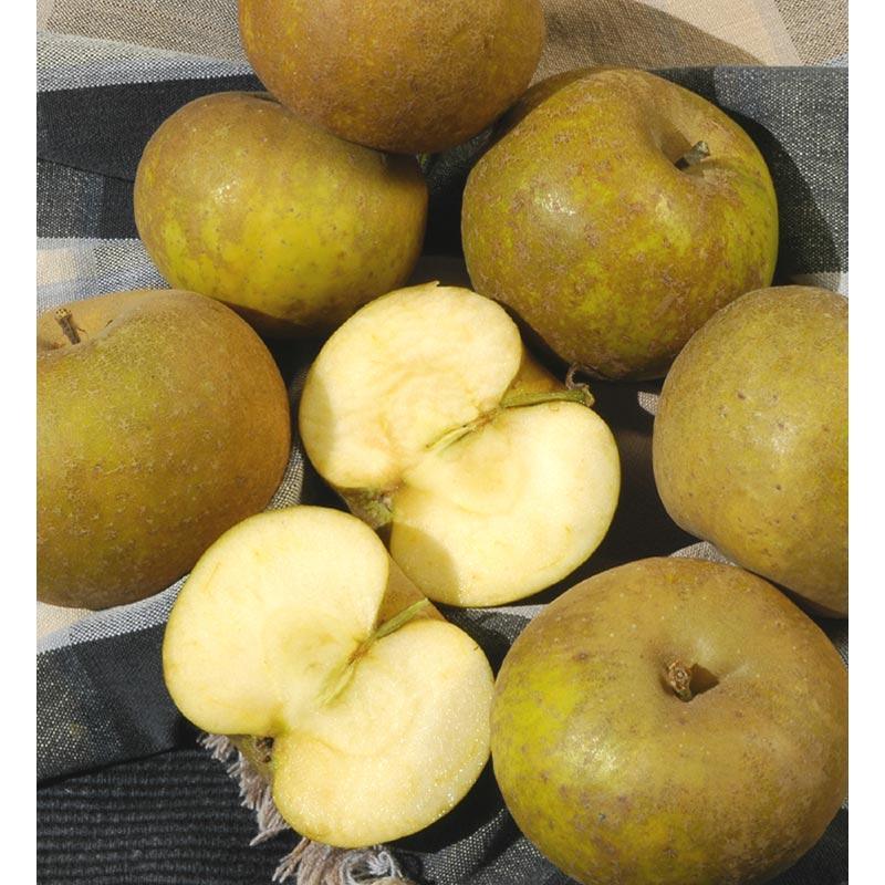 Ashmead Kernel Apple Tree Grow Organic