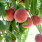 Babcock Peach Tree Grow Organic