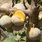 Green Gage Plum Tree Grow Organic