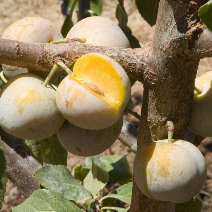Green Gage Plum Tree Grow Organic