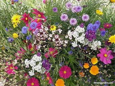Beekeeper's Early Blooming Mix Renee's Garden
