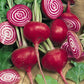 Chioggia Beet Seeds (Organic) Peaceful Valley