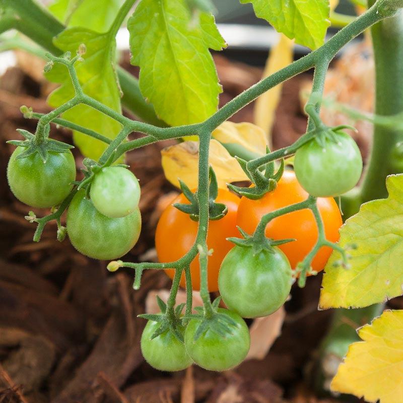 Bi-color Cherry Tomato Seeds (Organic) Peaceful Valley