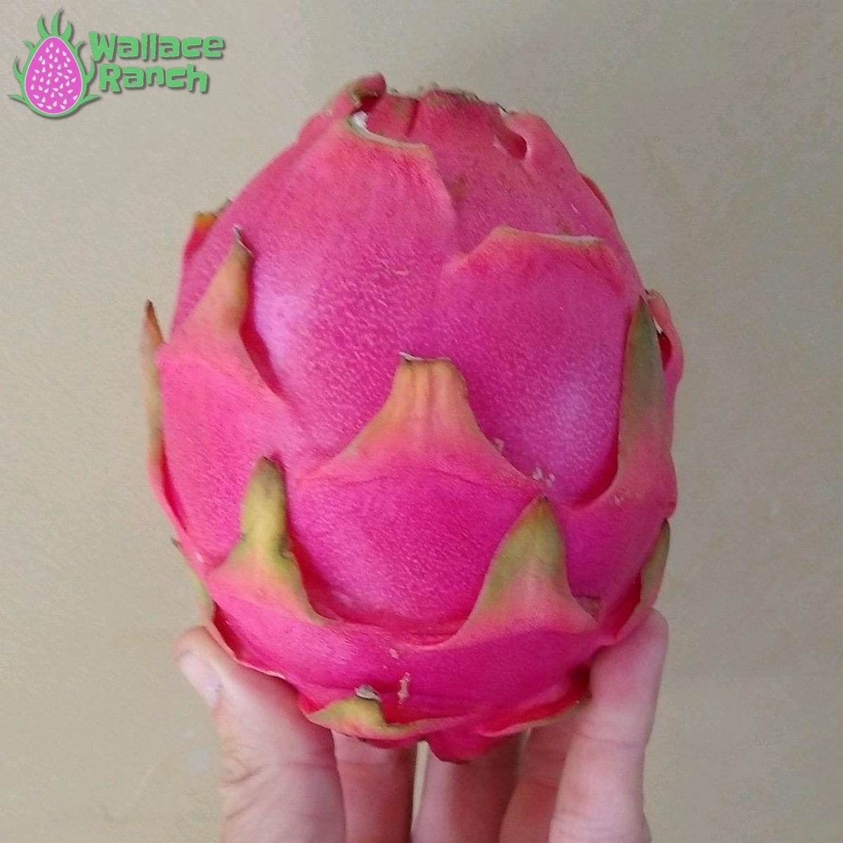 Bien Hoa White Wallace Ranch Dragon Fruit
