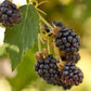 Black Satin Thornless Blackberry Grow Organic