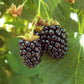Black Satin Thornless Blackberry Grow Organic