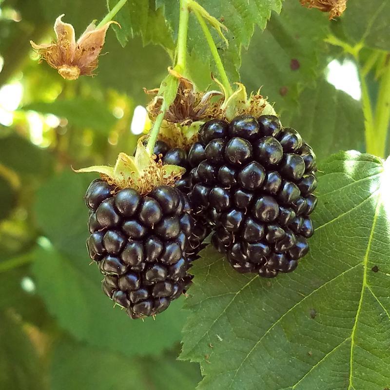 Black Satin Thornless Blackberry Grow Organic