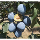 Blue Damson Plum Tree Grow Organic