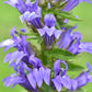 Blue Lobelia Seeds (Organic) Hudson Valley Seed Company