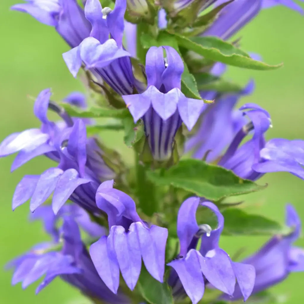 Blue Lobelia Seeds (Organic) Hudson Valley Seed Company