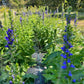 Blue Lobelia Seeds (Organic) Hudson Valley Seed Company