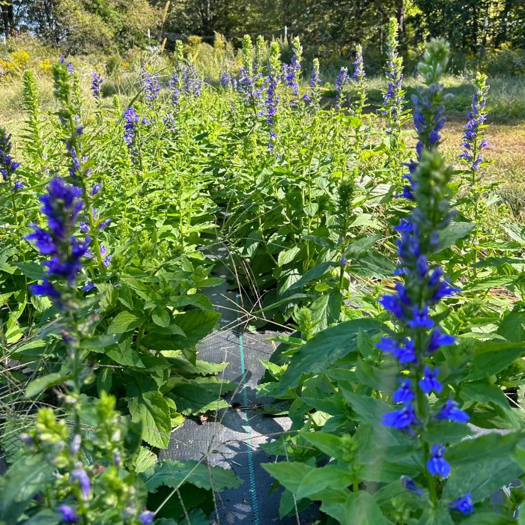 Blue Lobelia Seeds (Organic) Hudson Valley Seed Company