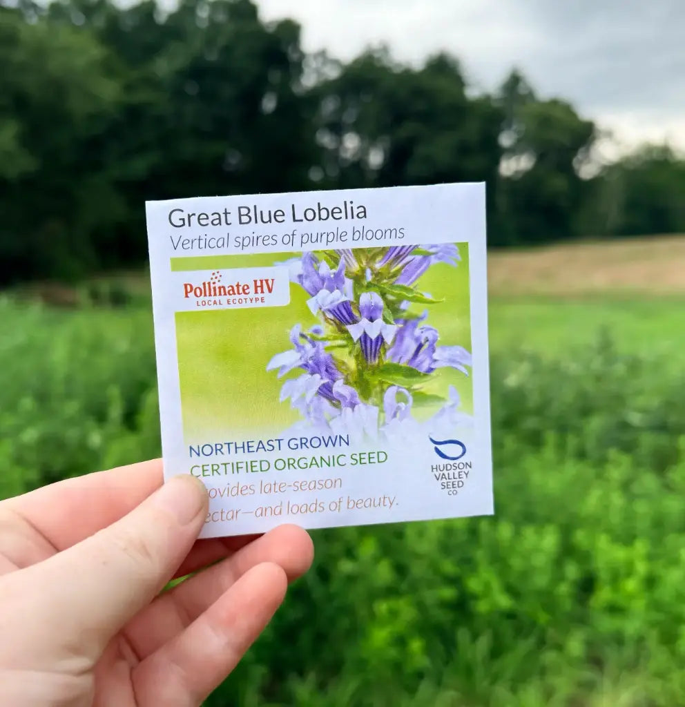 Blue Lobelia Seeds (Organic) Hudson Valley Seed Company