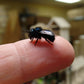 Spring Mason Bees (40ct) CrownBees
