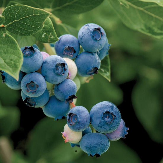Blueberry - Emerald (Mid Harvest) Grow Organic