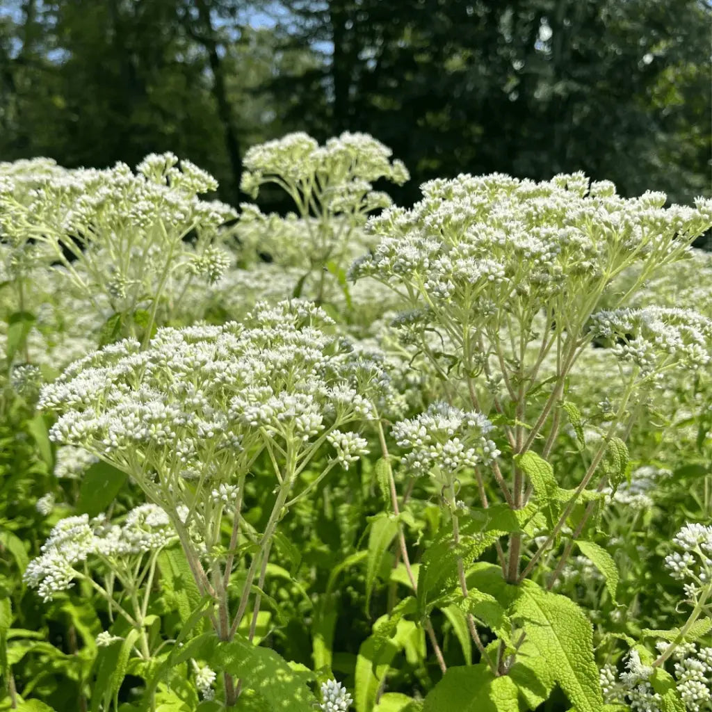 Boneset Seeds (Organic) Hudson Valley Seed Company