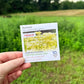 Boneset Seeds (Organic) Hudson Valley Seed Company