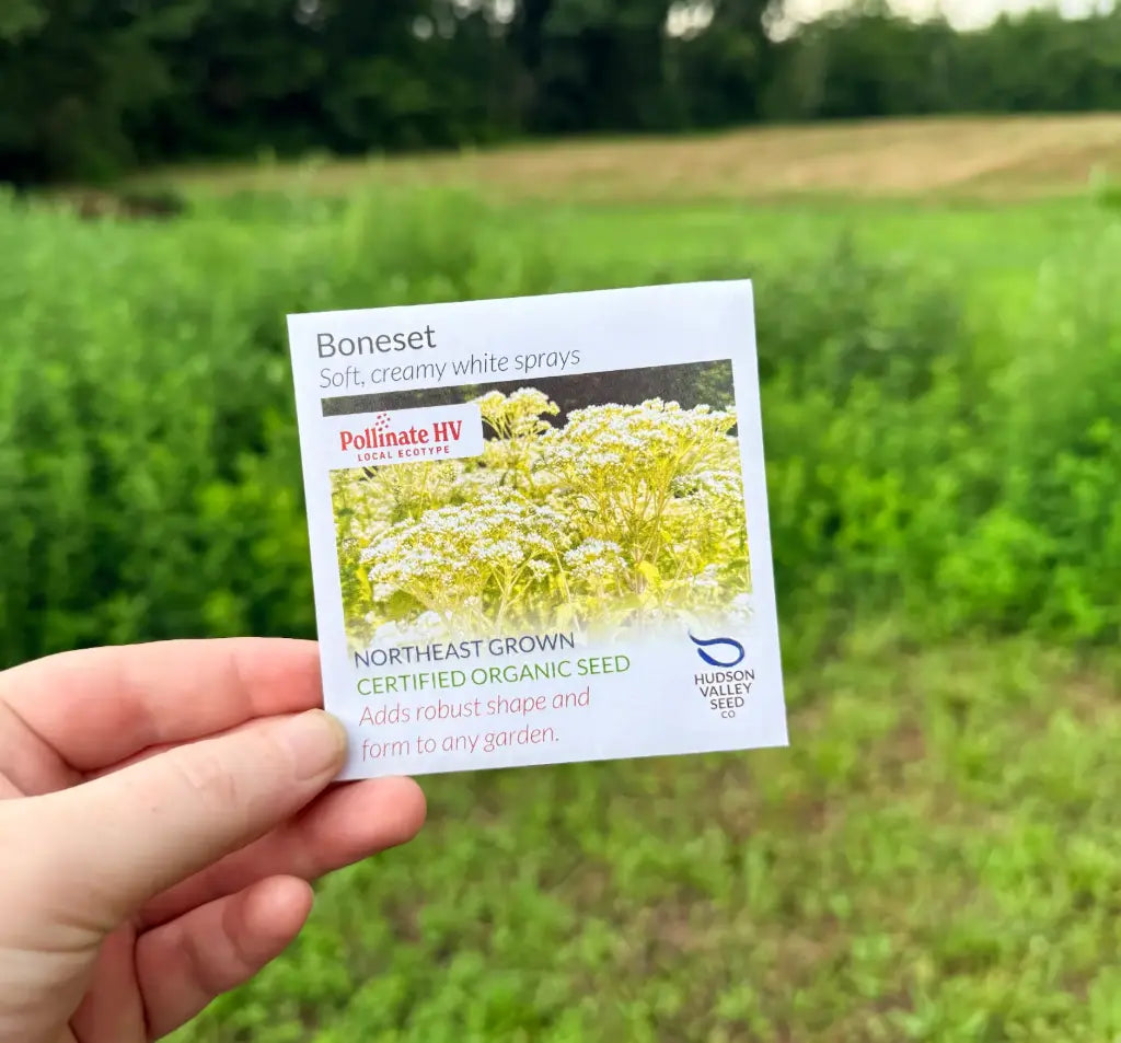 Boneset Seeds (Organic) Hudson Valley Seed Company