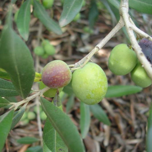 Green olives with a pink blush ripening among leaves