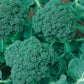 Calabrese Broccoli Seeds (Organic) Peaceful Valley