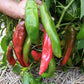 NuMex Joe E. Parker Heritage Chile Seeds Renee's Garden