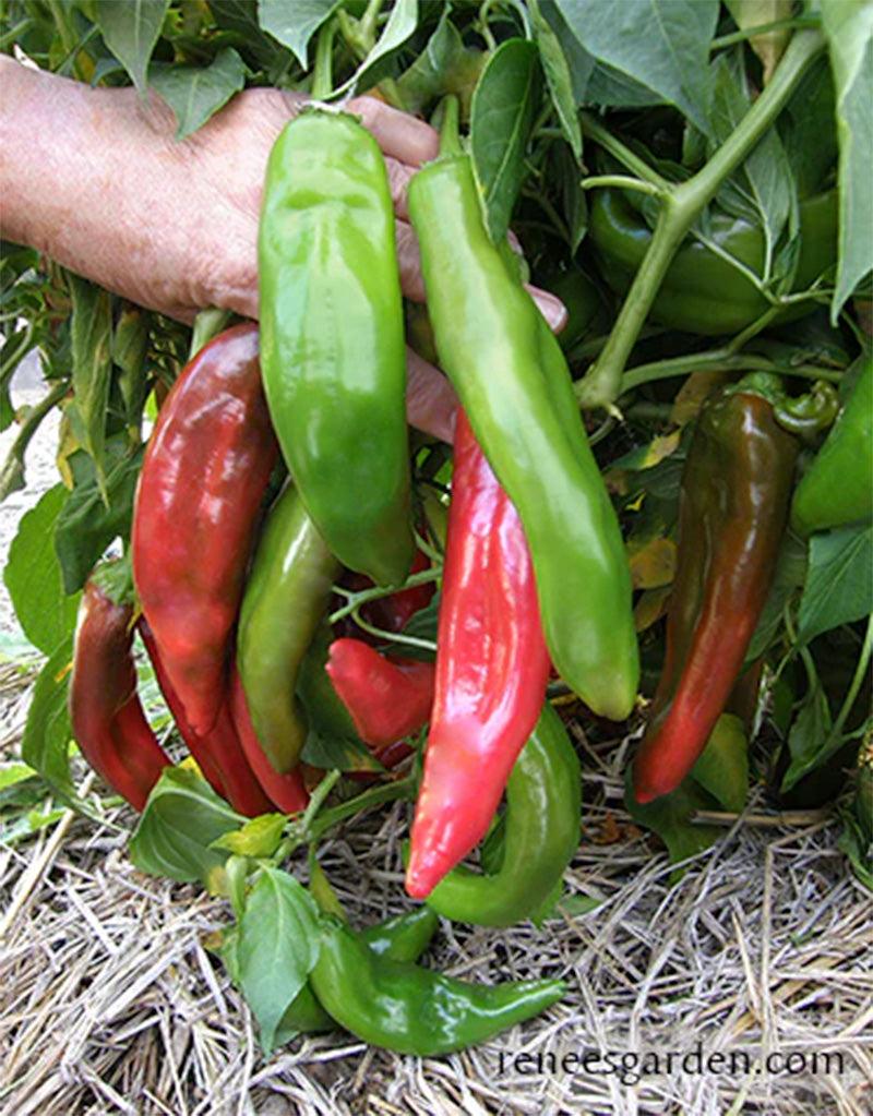 NuMex Joe E. Parker Heritage Chile Seeds Renee's Garden