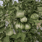 Cesare's Canestrino di Lucca Tomato Seeds (Organic) Hudson Valley Seed Company