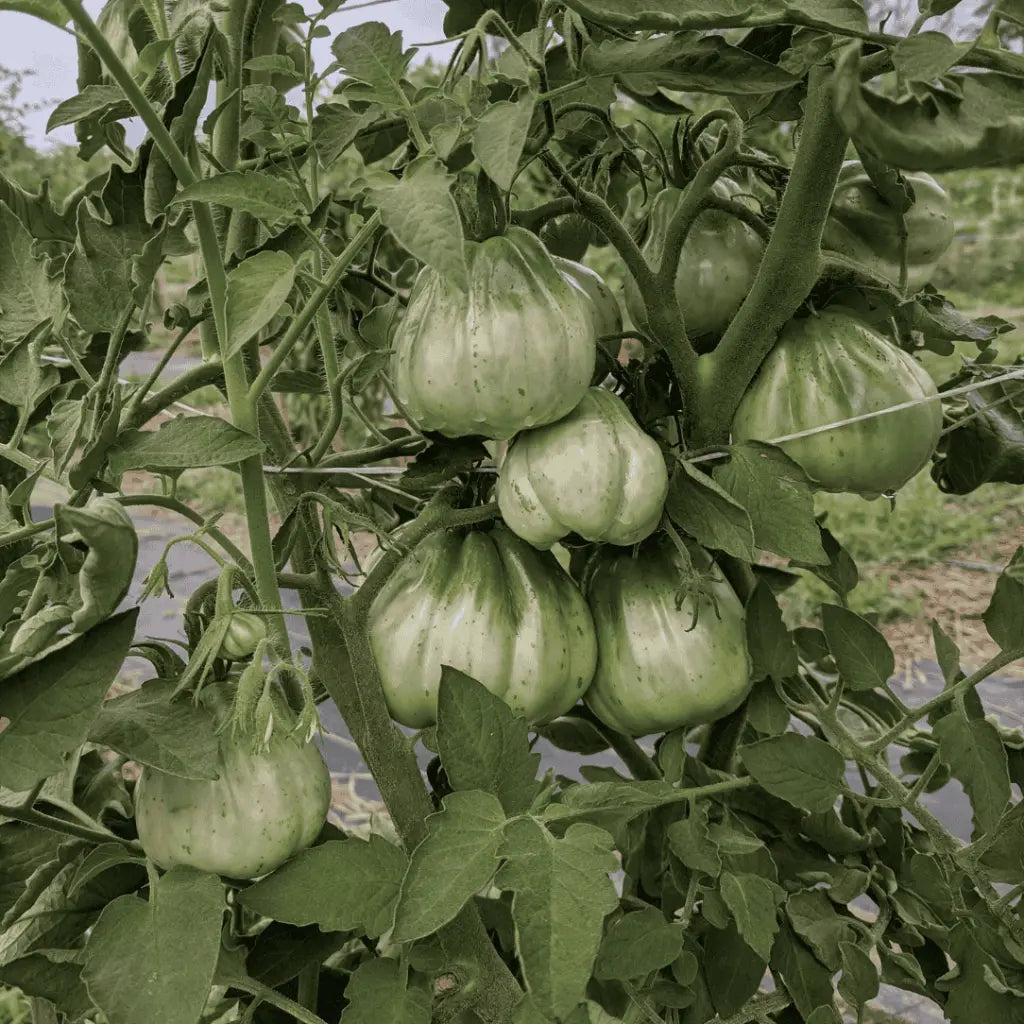 Cesare's Canestrino di Lucca Tomato Seeds (Organic) Hudson Valley Seed Company