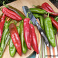NuMex Joe E. Parker Heritage Chile Seeds Renee's Garden