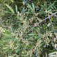 Chemlali Potted Olive Tree product image