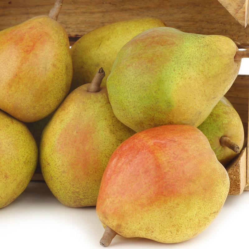 Comice Pear Tree Grow Organic