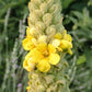 Mullein (Organic) Strictly Medicinal