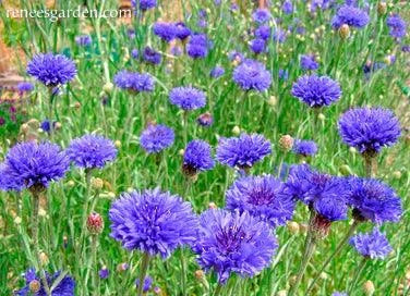 Blue Boy Cornflower Renee's Garden