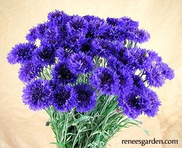 Blue Boy Cornflower Renee's Garden