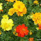 Little Ladybirds Cosmos Renee's Garden