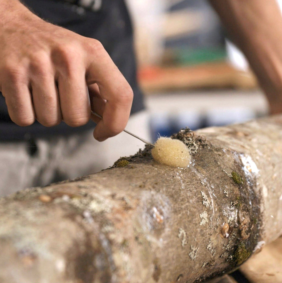 Log Inoculation Sealing Wax North Spore