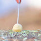 Log Inoculation Sealing Wax North Spore