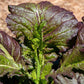 Red Giant Mustard Seeds (Organic) Southern Exposure Seed Exchange