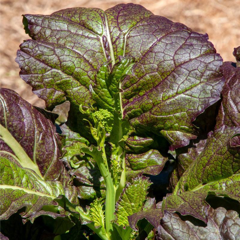 Red Giant Mustard Seeds (Organic) Southern Exposure Seed Exchange