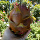 Dark Star 9-S Wallace Ranch Dragon Fruit