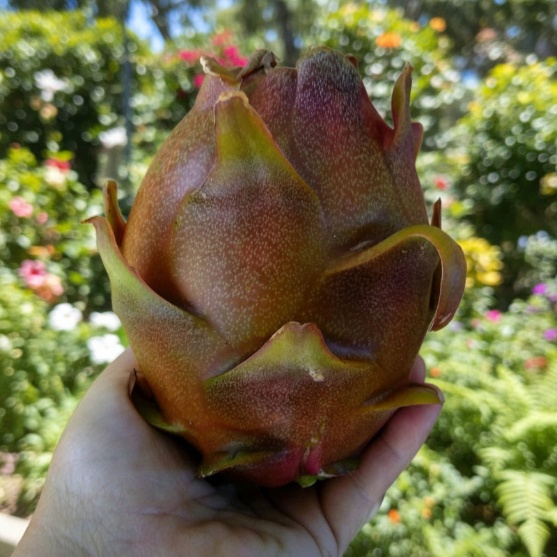 Dark Star 9-S Wallace Ranch Dragon Fruit