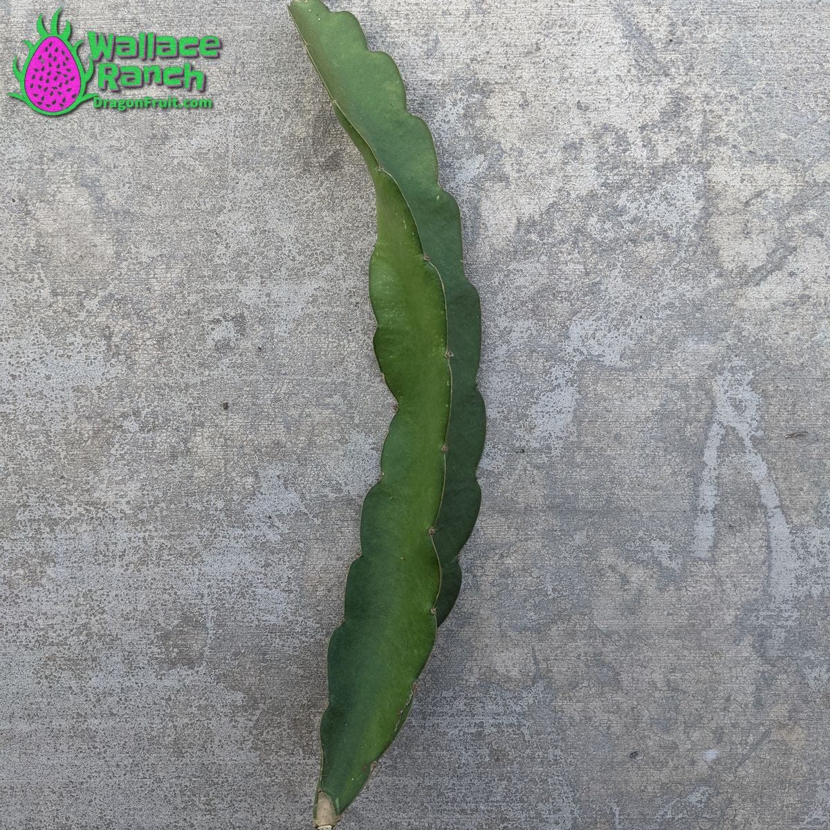 Dark Star 9-S Wallace Ranch Dragon Fruit