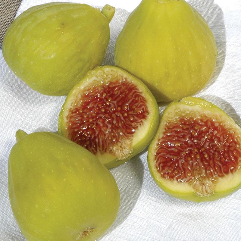 Desert King fig tree product image